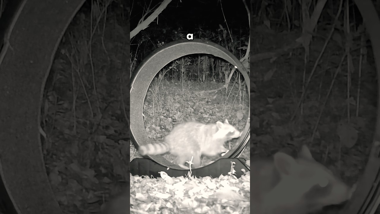 Giant Wheel vs. Wild Animals!