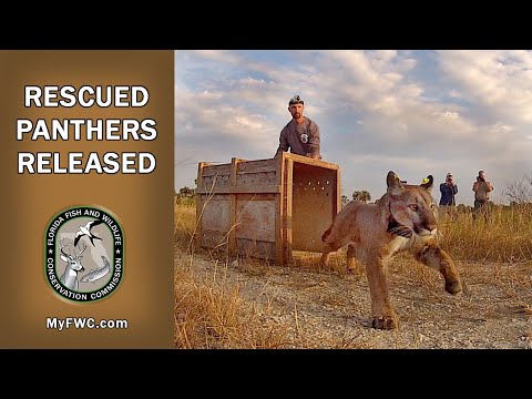 Video: Pet Scoop: Redki dvojčici, ki se mučijo, ogrožena Florida Panther izpušča v divjino