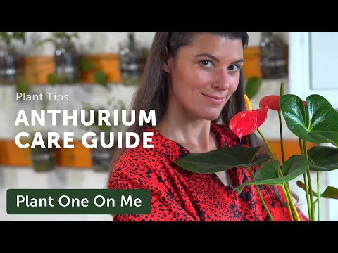Ultimate ANTHURIUM (Flamingo Flower) Care Guide — Ep 195