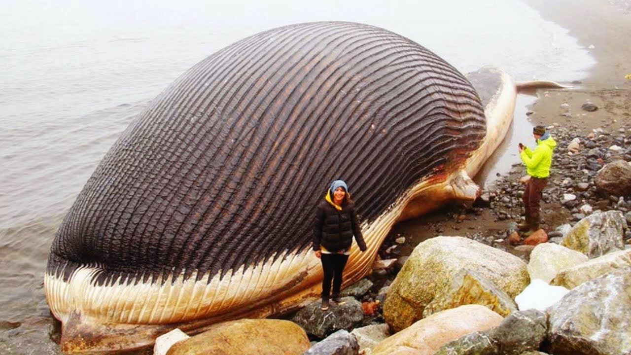 Top 10 Biggest Sea Creatures Caught On Camera - vrogue.co