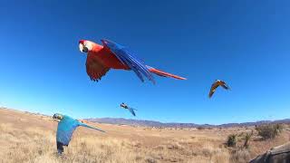 Surrounded by macaws on the motorcycle