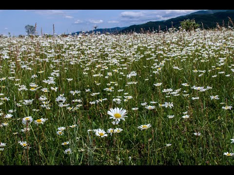 მზეო, თიბათვისა!