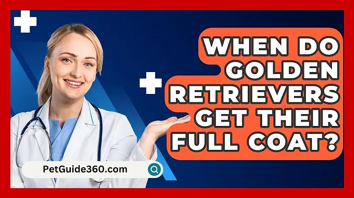 When Do Golden Retrievers Get Their Full Coat? - PetGuide360.com