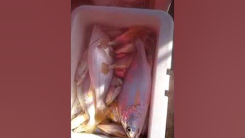 Câu cá Bông Lau Cần Giờ-Săn đuôi Vàng mà toàn cá Đù , cá Ngao, cá Đuối.