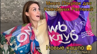 видео: ПОКУПКИ для комнатных растений  картинка: ПОКУПКИ для комнатных растений