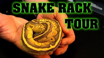 Reptile room tour!  Our fb10 racks!  THEY ALL WANT TO BITE ME!!