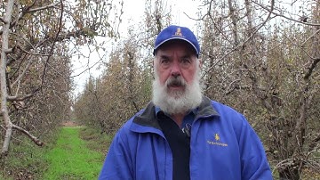 Implement an IPM strategy in your orchard