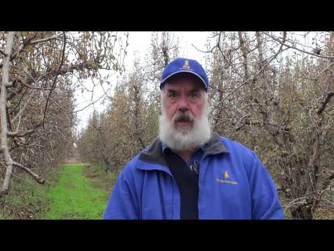 Implement an IPM strategy in your orchard