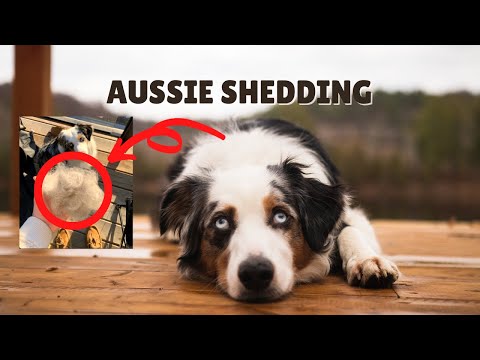 Videó: A mini ausztrál pásztorok fészere?