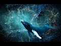 Starry Songs Of Blue Whales (Dedication To Alex Collier) - Звёздные песни синих китов