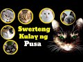 Swerteng Kulay ng Pusa | Kahulugan ng mga Kulay ng Pusa