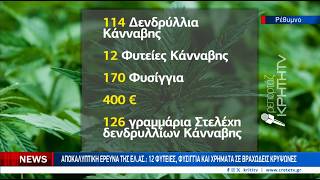 Σαρωτική επιχείρηση με 114 δενδρύλλια κάνναβης