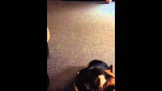 During The Jaws Marathon.