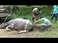 Removing and treating the cable that is stuck in the neck o the bull. /Bull fighting .