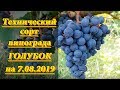 Сорт винограда Голубок на 7 августа 2019 г. Голубок - технический сорт винограда