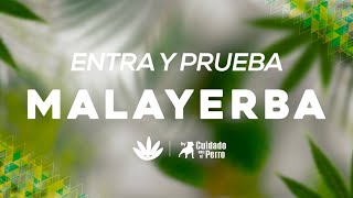 ¡Visita nuestras zonas Malayerba! 🔥 | Cuidado con el Perro | Malayerba