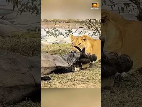 لبؤة توقف الصيد في اللحظة الأخيرة بعد اكتشاف صادم حيوانات وثائقي 