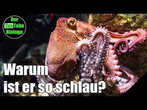 Intelligenteste Tiere – Der Oktopus