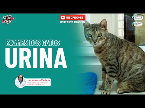 Vídeo: Como Coletar Urina De Um Gato