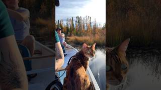 Nothing beats an autumn canoe ride with a cat!  #cat #autumn #adventure