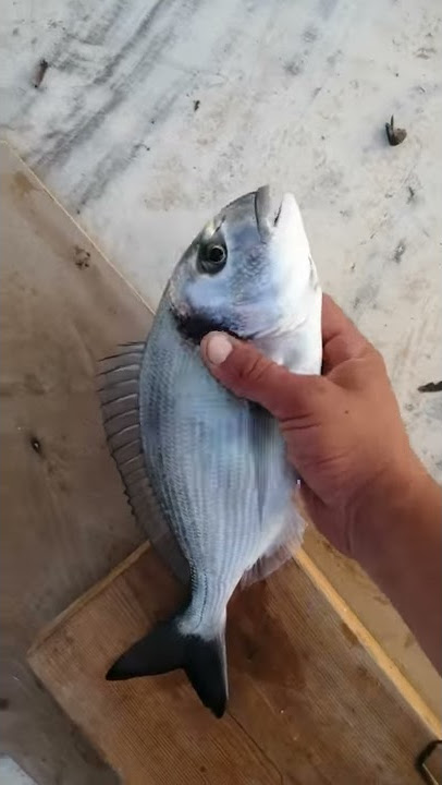 Gezer kurşunuda yutan çipura