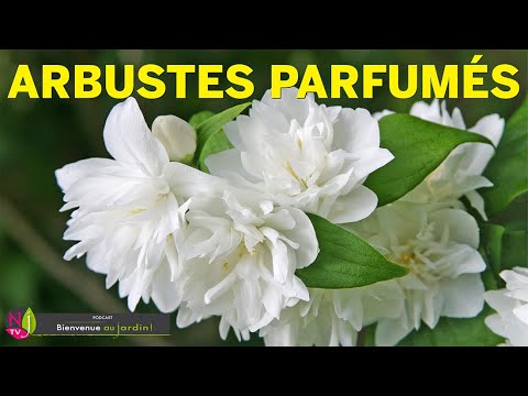 Vidéo: Plants For Fragrant Gardens - Conseils pour créer un jardin de parfums