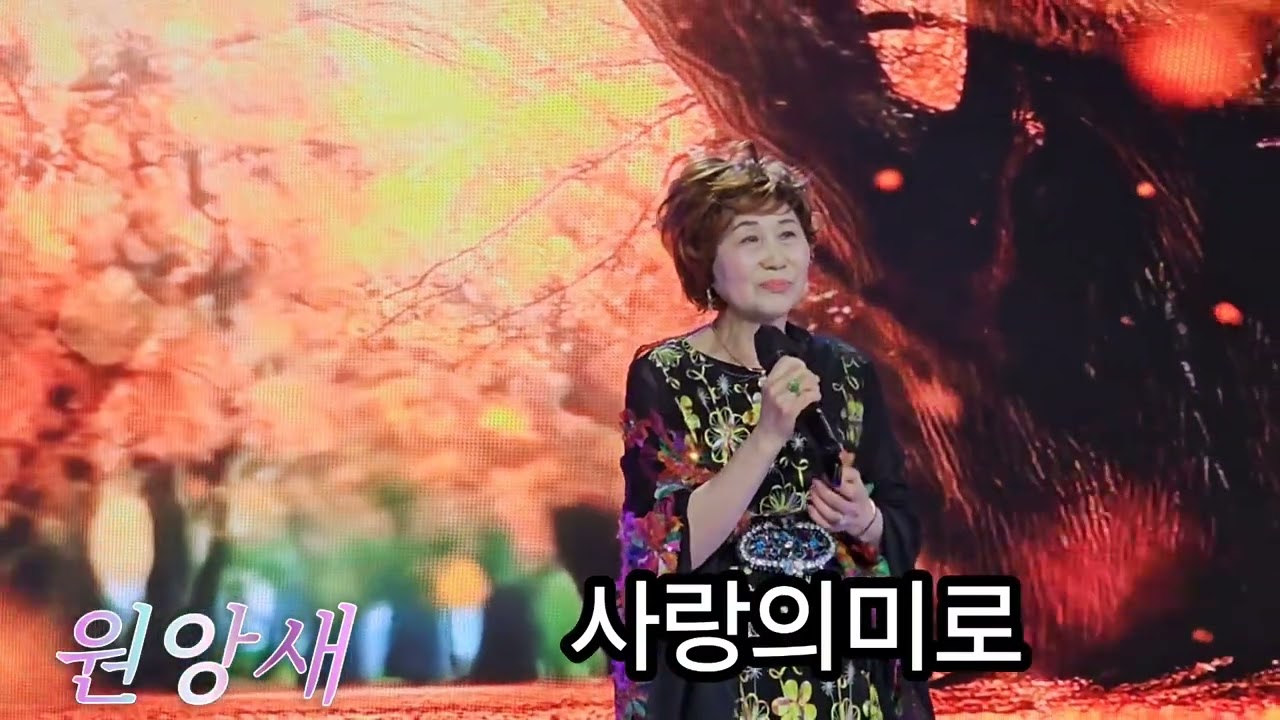 원앙새 💕 사랑의미로(최진희곡)별빛 스튜디오 