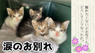【猫親子を離れ離れにした理由】子猫4匹を保護 by プロ アニマルレスキュー隊 93,137 views 1 year ago 16 minutes