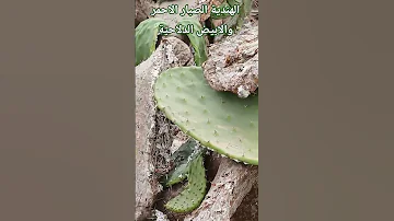 نبتة الصبار النباتات اكسبلور الطبيعة في المغرب Nature Travel Flores الحشرة القرموزية 
