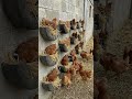 Watch until the end to see the completed tire nesting wall filled with happy hens and fresh eggs