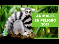 Animales en PELIGRO de EXTINCIÓN 2021 🐬⚠️