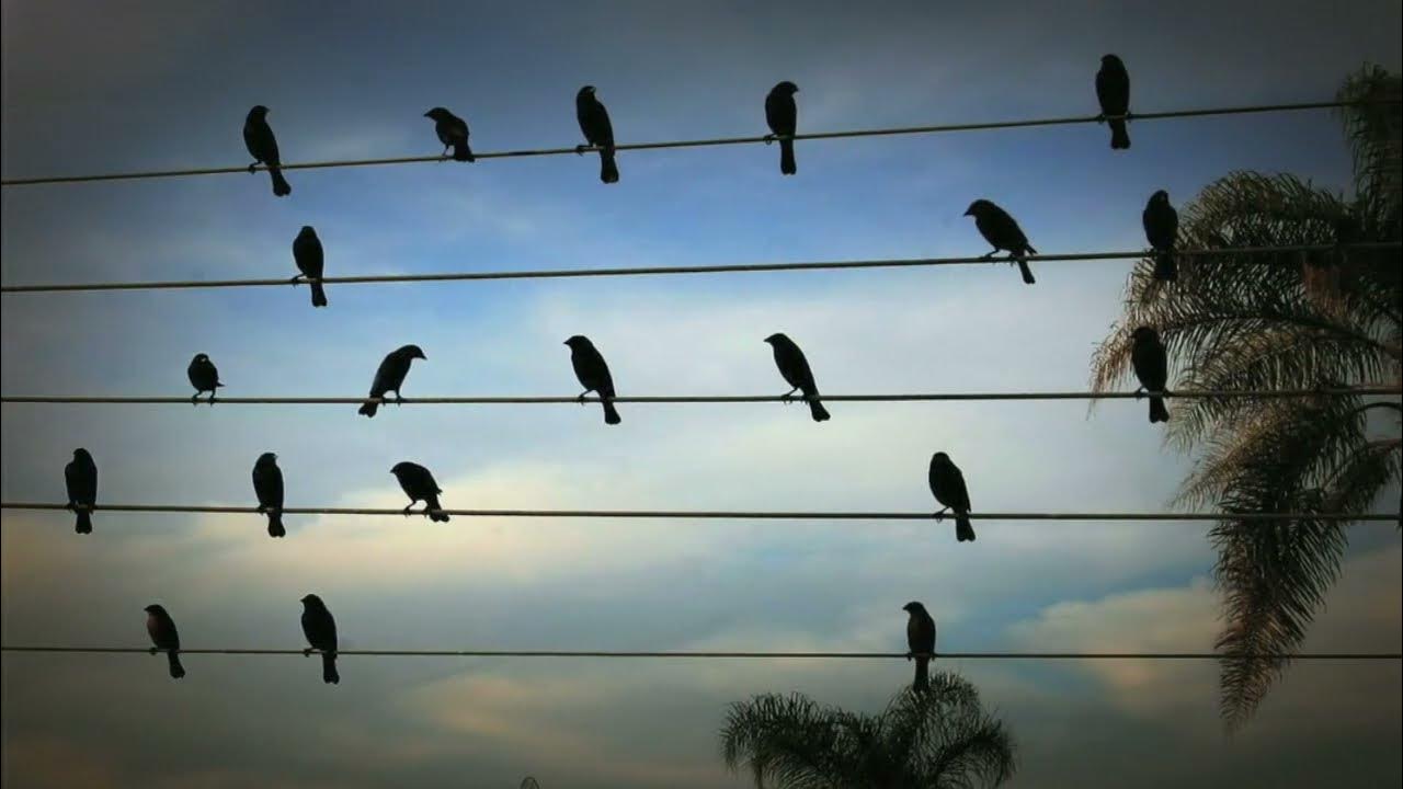 Forms birds. Птицы на проводе. Птички на проводах. Голуби на проводах.