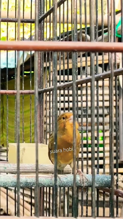 KENARI ISIAN PELATUK BERAS