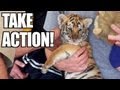 ACTION ALERT: Backyard Tigers