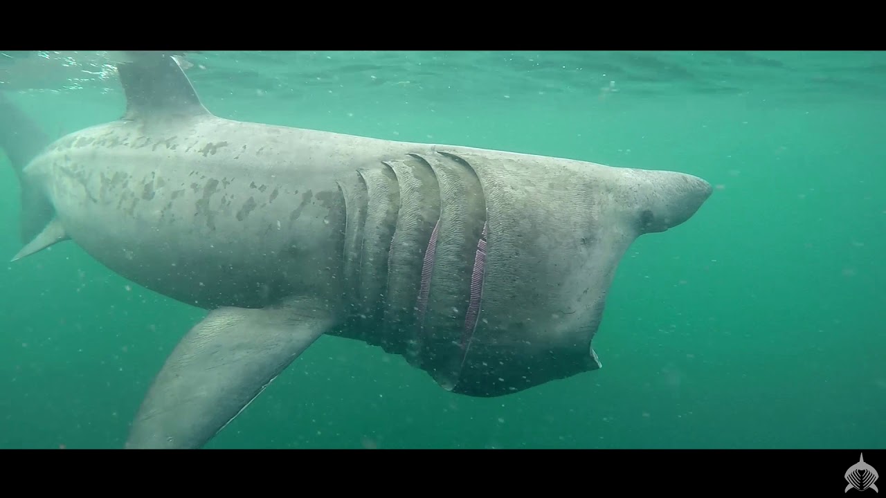 argyll and bute ハット 2016 Basking Shark Scotland Highlights