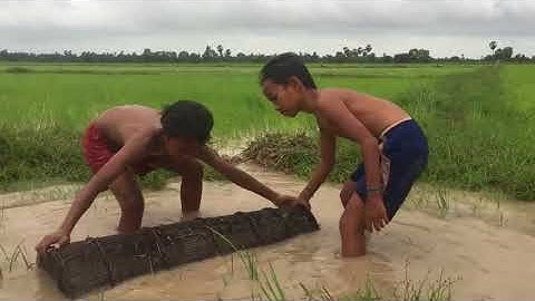 Terrifying! Brave Boys Catch Very Big Snake At Rice Field   Brave Boys Catch Biggest Python Snake !