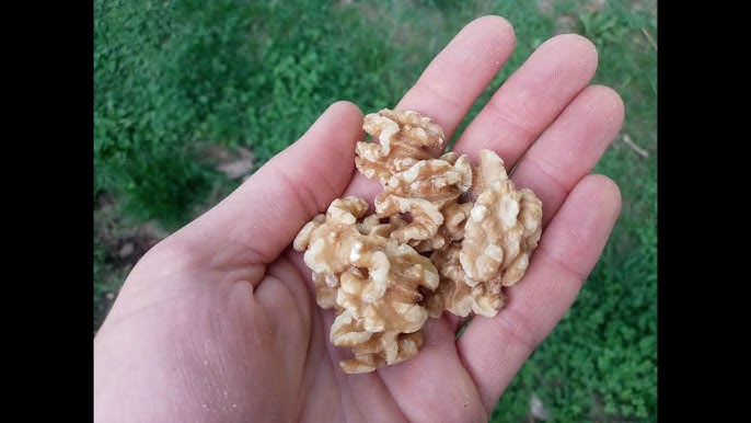 5 Ways To Purchase Fresh Walnuts Directly From The 2024