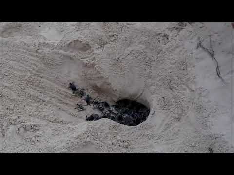 მწვანე კუ