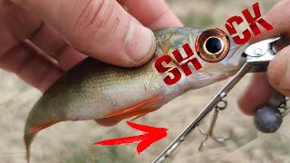 : FISHERS IN SHOCK  !!!      - 100%    !