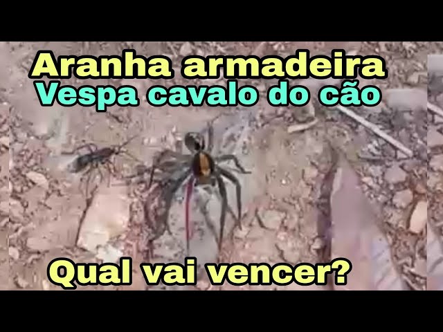 Aranha armadeira e vespa cavalo do cão qual vai vencer? 