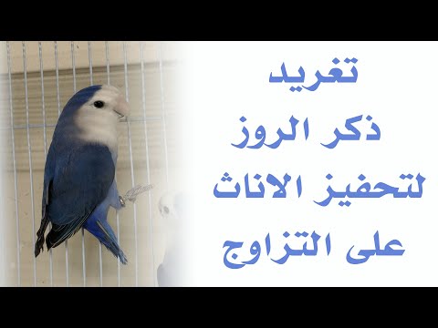 تغريد هائج ذكر الروز أسمعه لطيورك لتحفيزها على التغريد والتزاوج طيور الحب لوف بيرد Love Birds