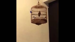 Tieu Mi / Mini Hwamei (Spot-Throated Babbler) singing #2