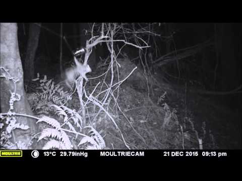 Spotted Tail Quoll