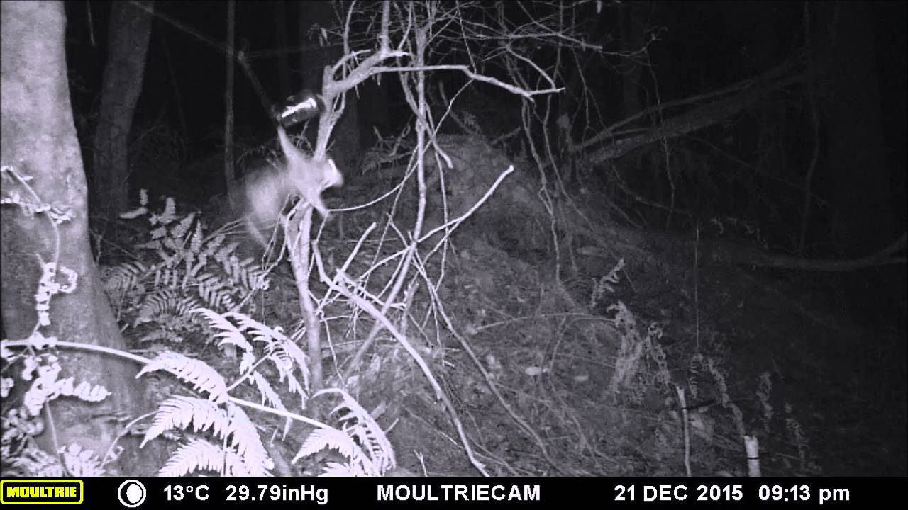 Spotted Tail Quoll at Lapoinya Forest