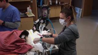 Pet Dental Care - Why Does It Cost So Much? | Veterinarian Canton Georgia
