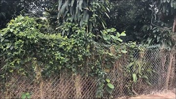 2000m2 Vườn cây ăn trái nhiều loại ngay trung tâm Long Khánh - Đồng Nai