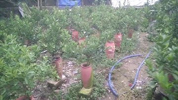 Bán buôn quất tết Kỷ Hợi 2019