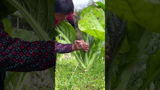 菜园遍地都是肥大荠菜，阿嬷一会挖两大袋，品尝春天的味道#美食【闽湖阿嬤Fujian Grandma】