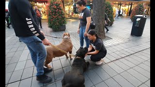 Going to Rotterdam centrum with our 2  big giant xl males  from 150lbs and 130 lbs