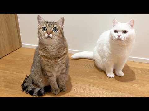 ポムさんとしまちゃん / ねこべや。 - YouTube